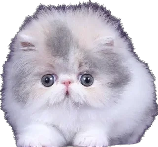 Sticker 🥺 myrziki💝 :: @fStikBot