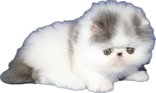 Telegram sticker ✨ myrziki💝 :: @fStikBot