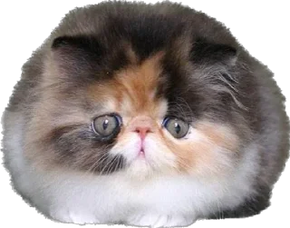 Telegram sticker 🥺 myrziki💝 :: @fStikBot