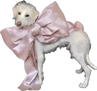 Video sticker 🎀 myrziki💝 :: @fStikBot