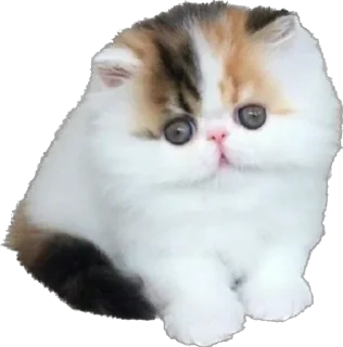 Telegram sticker 🥺 myrziki💝 :: @fStikBot