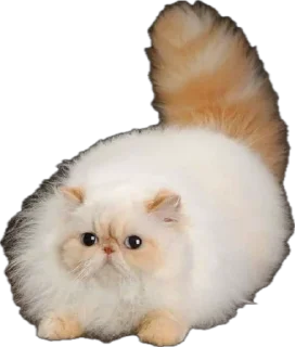 Video sticker 🌟 myrziki💝 :: @fStikBot