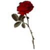 Sticker 🥀 @alien_life #yowon @TgEmojis_bot