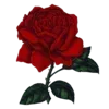 Sticker 🌹 @alien_life #yowon @TgEmojis_bot