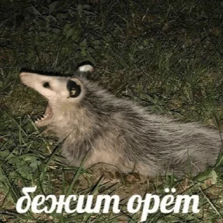 Sticker 😮 мемные стикеры для тебя @soundsfromthevagina