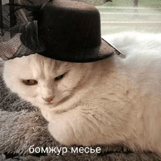 Telegram sticker 🙂 мемные стикеры для тебя @soundsfromthevagina