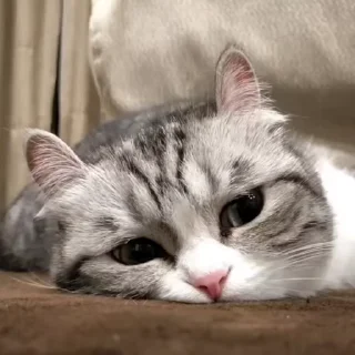 Sticker 😺 Kitten 😸 گوربه @SharedNewFolder