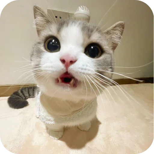 Telegram sticker 🐱 Cherryjain61's sticker set