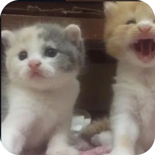 Telegram sticker 🐱 Ахуенные стикеры @koreshhov