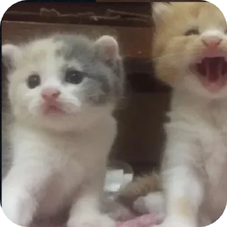 Telegram sticker 🐱 derden x dexter :: @fStikBot