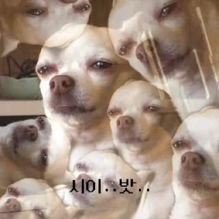 Video sticker 🤬 COINWIKI | @HIDEER_NO1