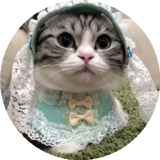 Video sticker 💃 RoundKomaru @komaru_GIF