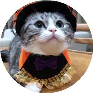 Video sticker 💃 RoundKomaru @komaru_GIF