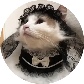 Video sticker 💃 RoundKomaru @komaru_GIF