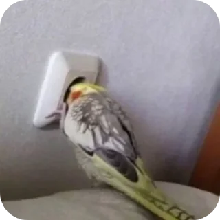 Video sticker 🐦 тесса буянит
