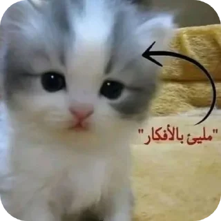 Telegram stiker 🐱 @eeerrriv | Erovi