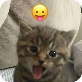 Telegram stiker 🐱 @eeerrriv | Erovi