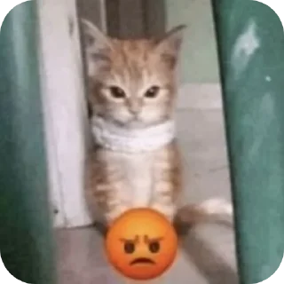 Telegram stiker 🐱 @eeerrriv | Erovi