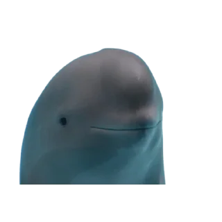 Video sticker 🐬 Miharu ETH (By OG Community)