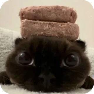 Telegram stiker 🐱 PSG2 ★Поцык★