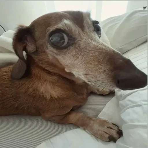 Telegram sticker 🥺 real