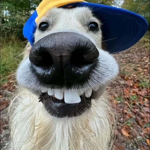 Telegram sticker 🐾 real