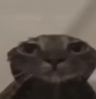 Video sticker 🚿 real