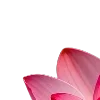 Video sticker 🌺 𓏲ּ ᥫ᭡ @hon...
