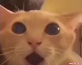 Video sticker 😱 Silly Cats 🐈 - @Wickers