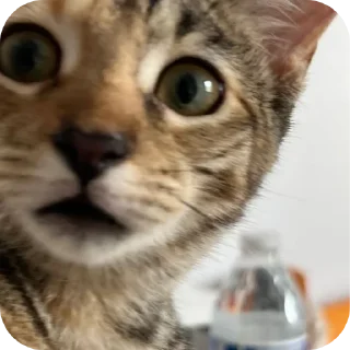 Video sticker 🐱 Cats ----- ❄️snow❄️ حقوق