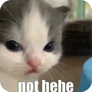 Video sticker 🐱 Cats ----- ❄️snow❄️ حقوق