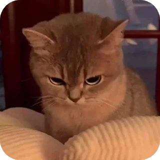 Telegram sticker 🐱 Cats ----- ❄️snow❄️ حقوق
