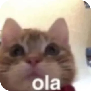 Telegram sticker 🐱 Cats ----- ❄️snow❄️ حقوق