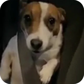 Video sticker 🫥 fop