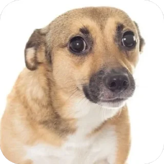 Telegram stiker 🫥 fop