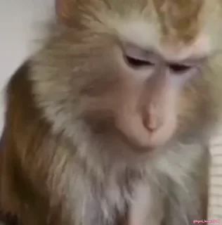 Video sticker 🙄 اینا میمون نیستن، میمون تویی