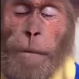 Video sticker 😭 Баунти сраш ллл @DeachOpbr :: :: @fStikBot