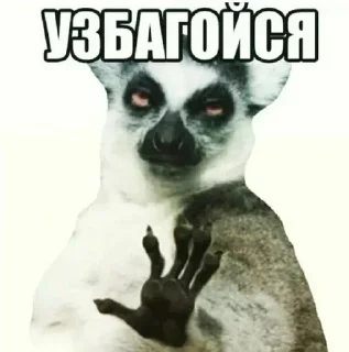 Sticker 🌟 узбагойся :: @fStikBot