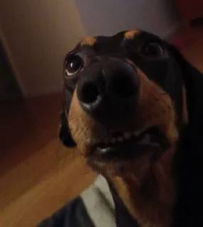 Video sticker 🤔 idiotismic behaviourism (@CalsiBot)