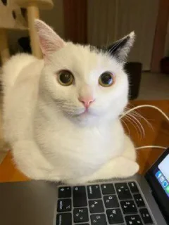 Video sticker ❤ idiotismic behaviourism (@CalsiBot)