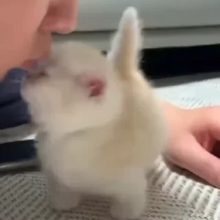 Video sticker 😘 Забавные животные 2 (@safthome)