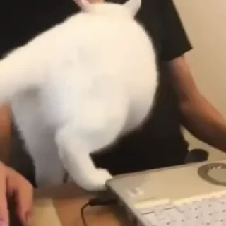 Video sticker 😶 Забавные животные 2 (@safthome)