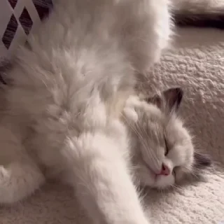Video sticker 💜 NilaKitty🩷