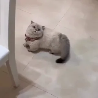 Video sticker 💜 NilaKitty🩷