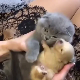 Video sticker 😘 بزازين