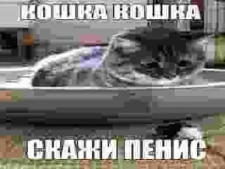 Sticker 🌟 К СЛОВУ БЛЯ ЧЕЛ ТЫ ДАЛБАЕБ) я худой и красивый