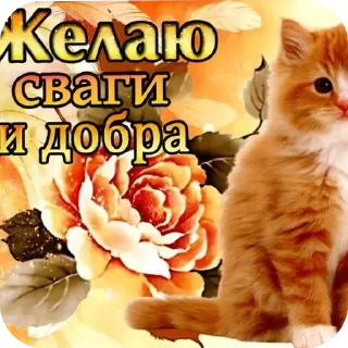 Video sticker 🐱 К СЛОВУ БЛЯ ЧЕЛ ТЫ ДАЛБАЕБ) я худой и красивый