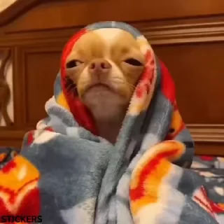 Video sticker 😪 funny :: @fStikBot