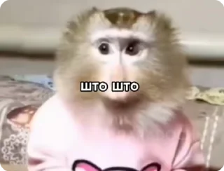 Video sticker 🌟 я питар