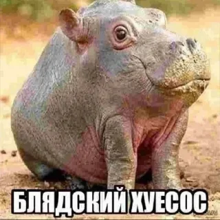 Telegram stiker 🤔 Мемы намбер ту